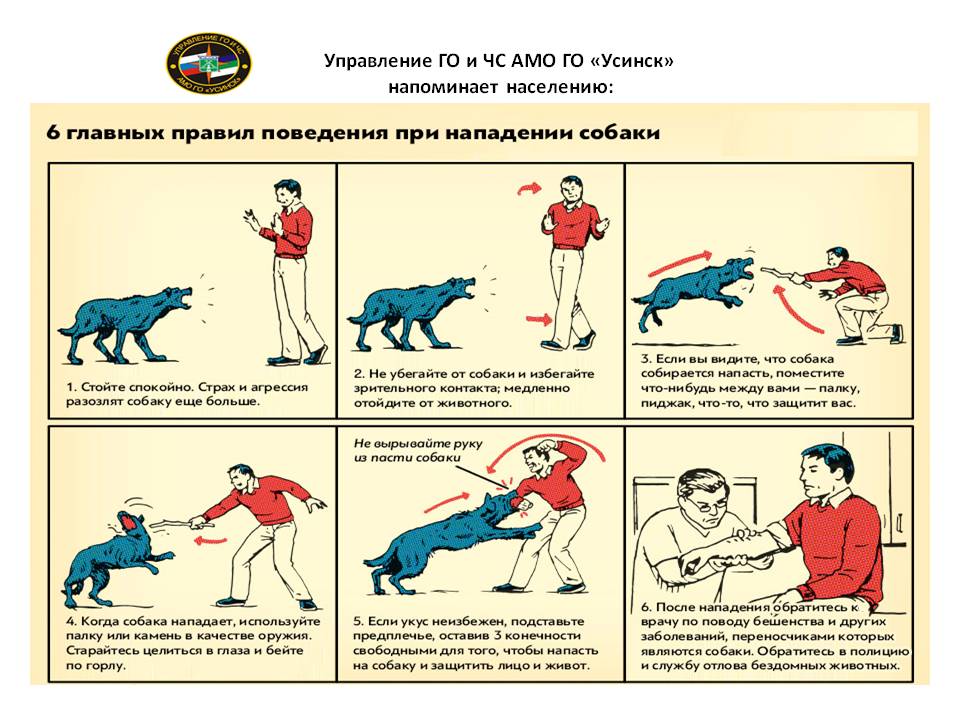 Правила поведения с домашними животными презентация